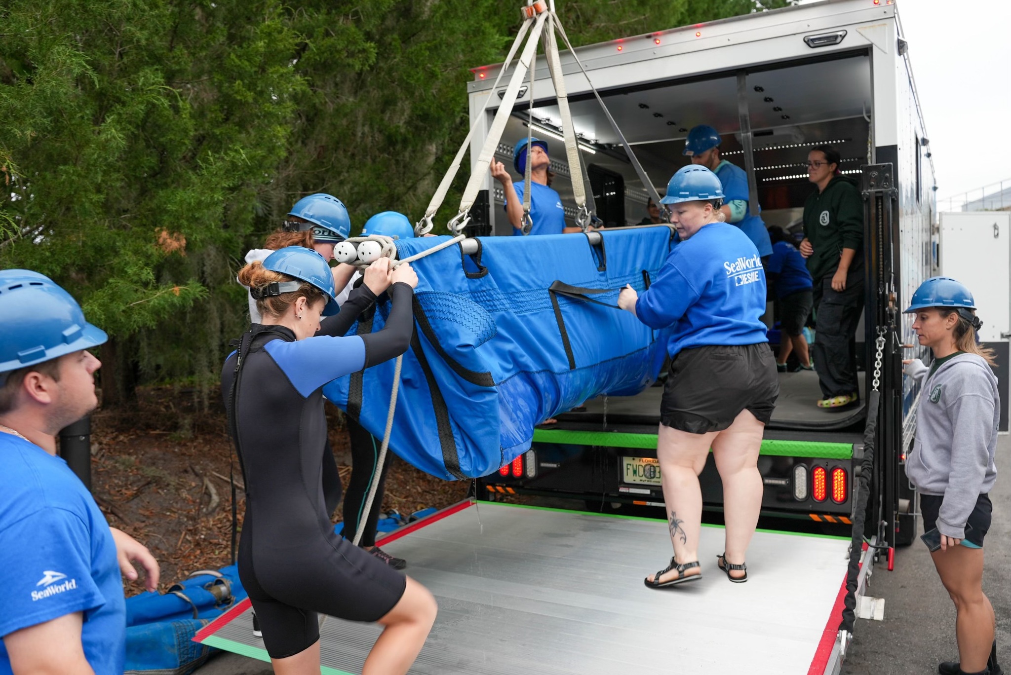 SeaWorld Orlando Returns Mother-Daughter Manatee Pair to Florida Waters ...